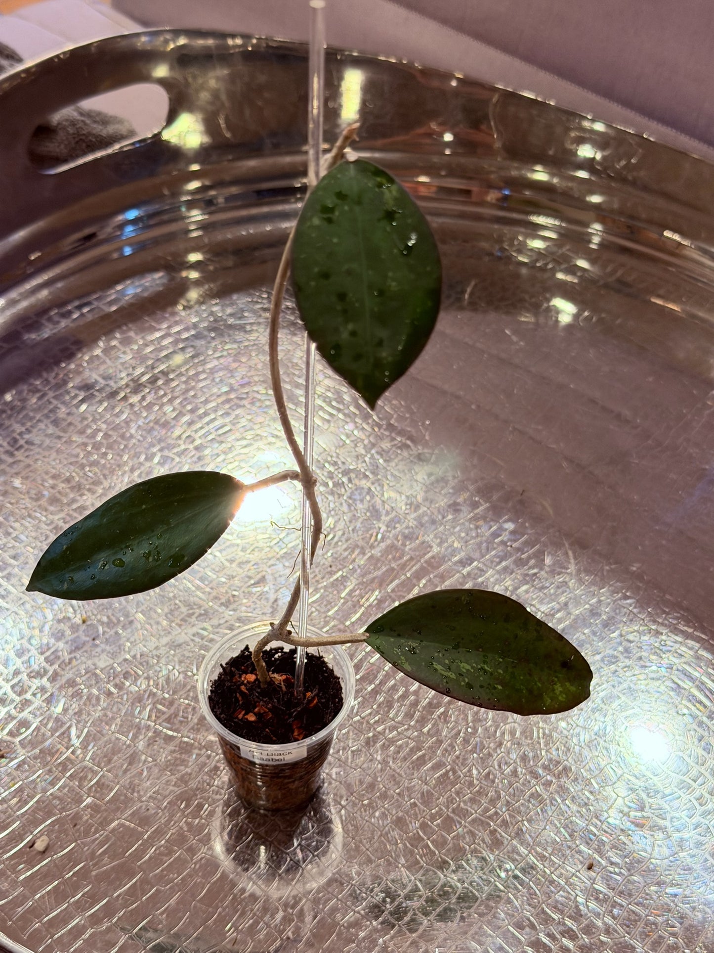 Hoya AH ‘Black Baabel’