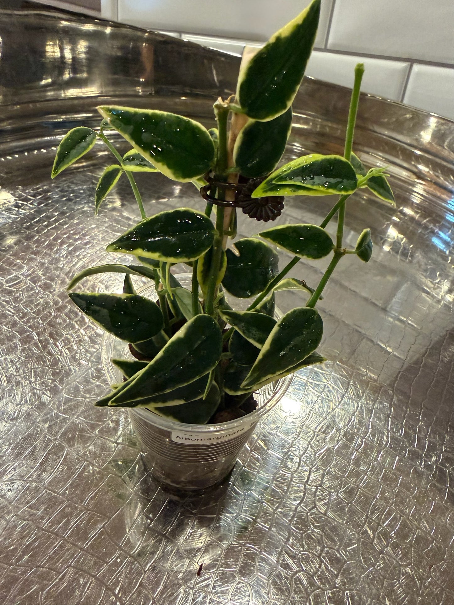 Hoya Bella Variegated