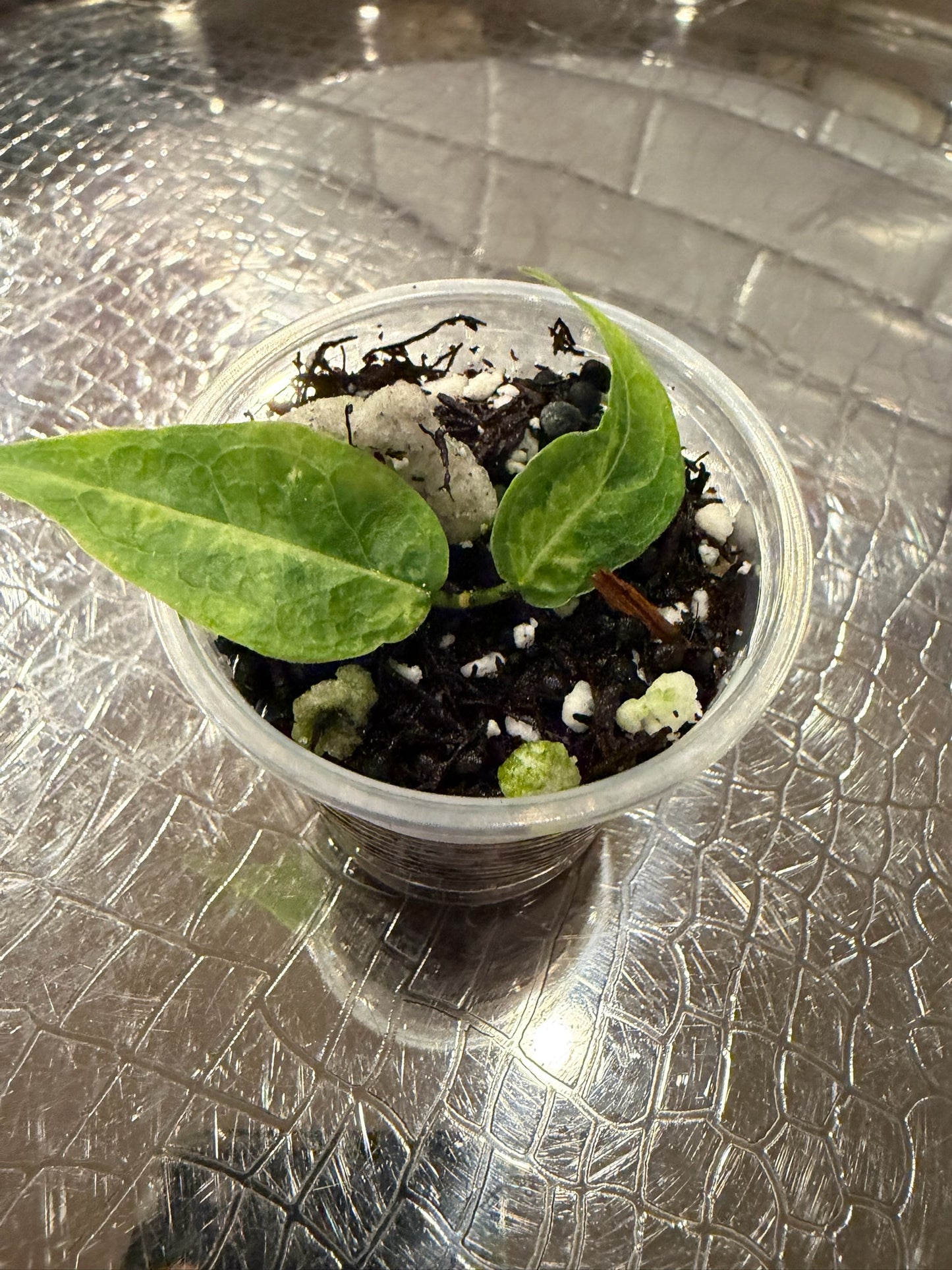 Hoya Dennisii ‘Frida’