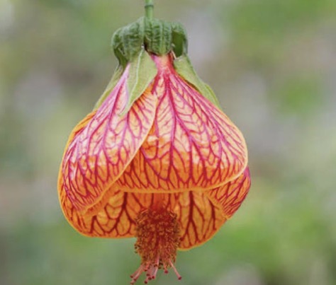 Abutilon (Chinese Lantern)