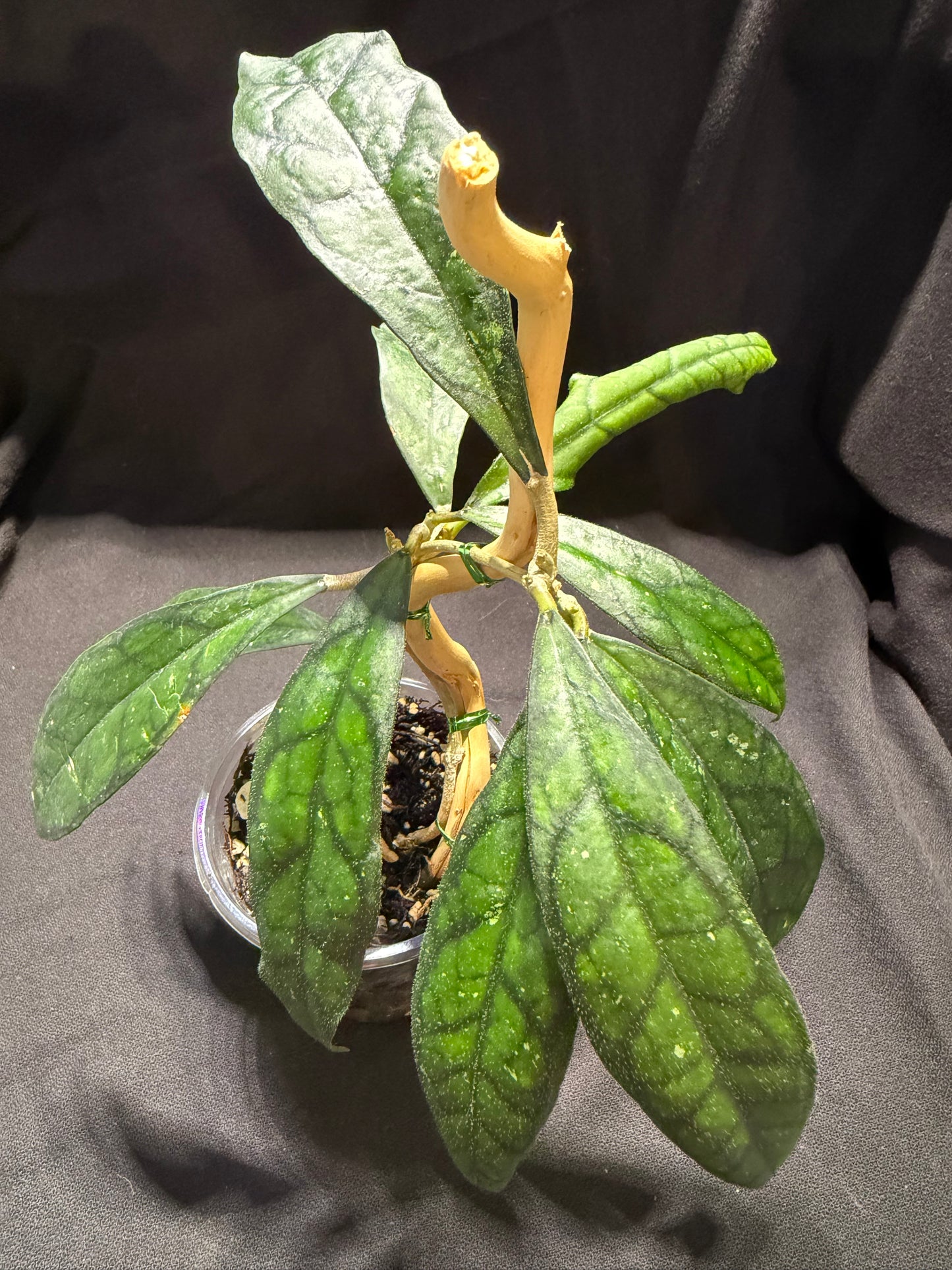 Hoya Callistophylla 'Black Cat'