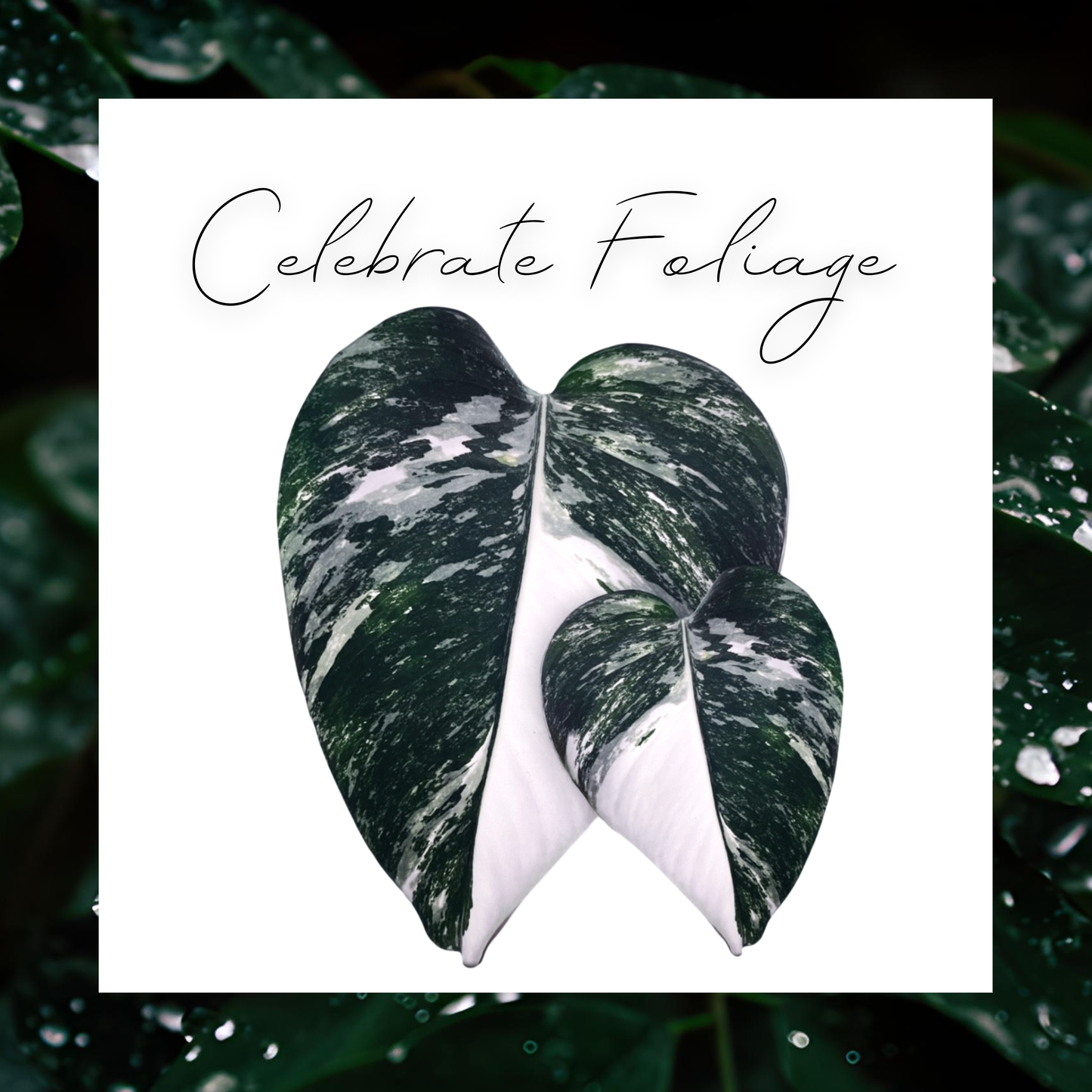 Celebrate Foliage Digital Gift Card