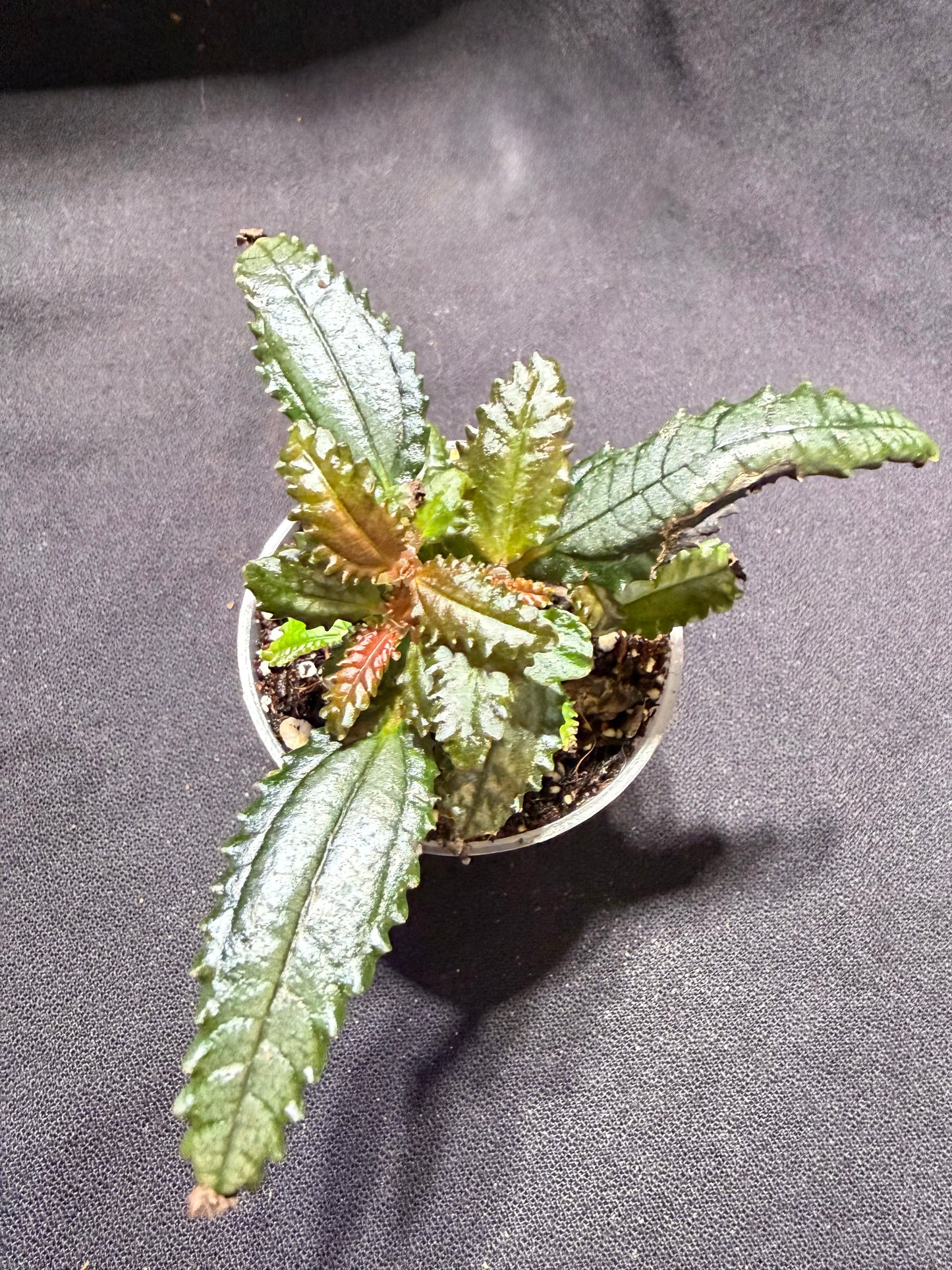 Pilea Hitchcockii ‘Dark Mystery’
