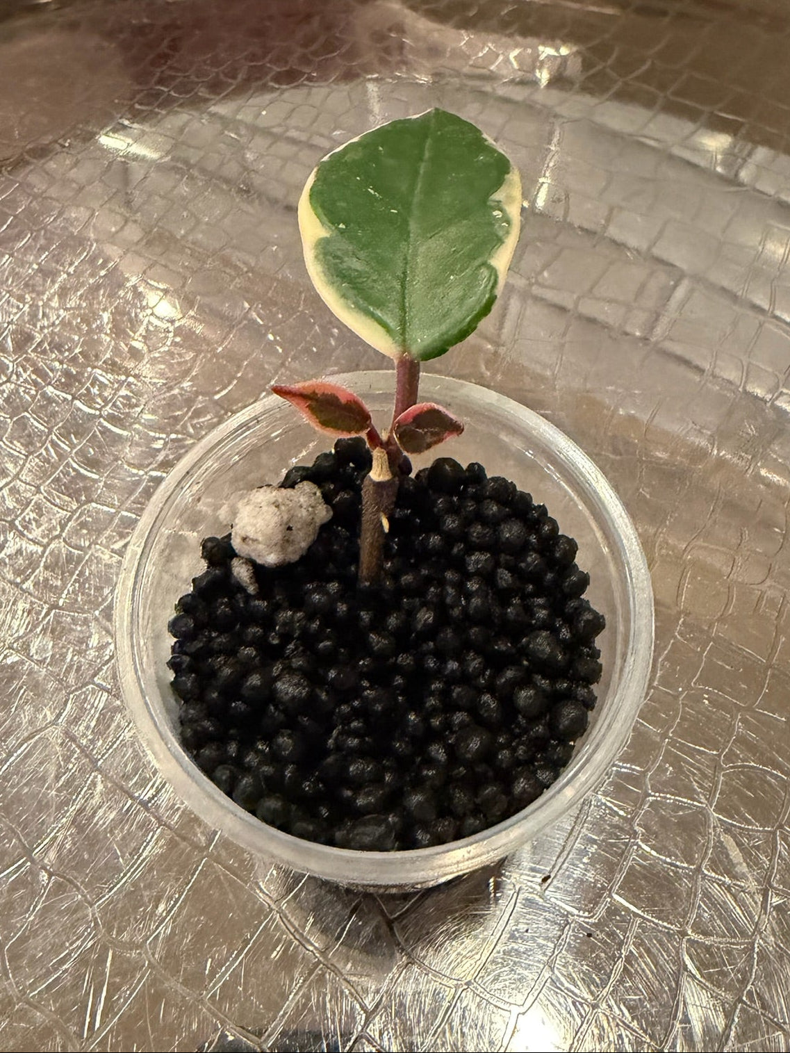 Hoya Flamingo Dream (Purple Pride)