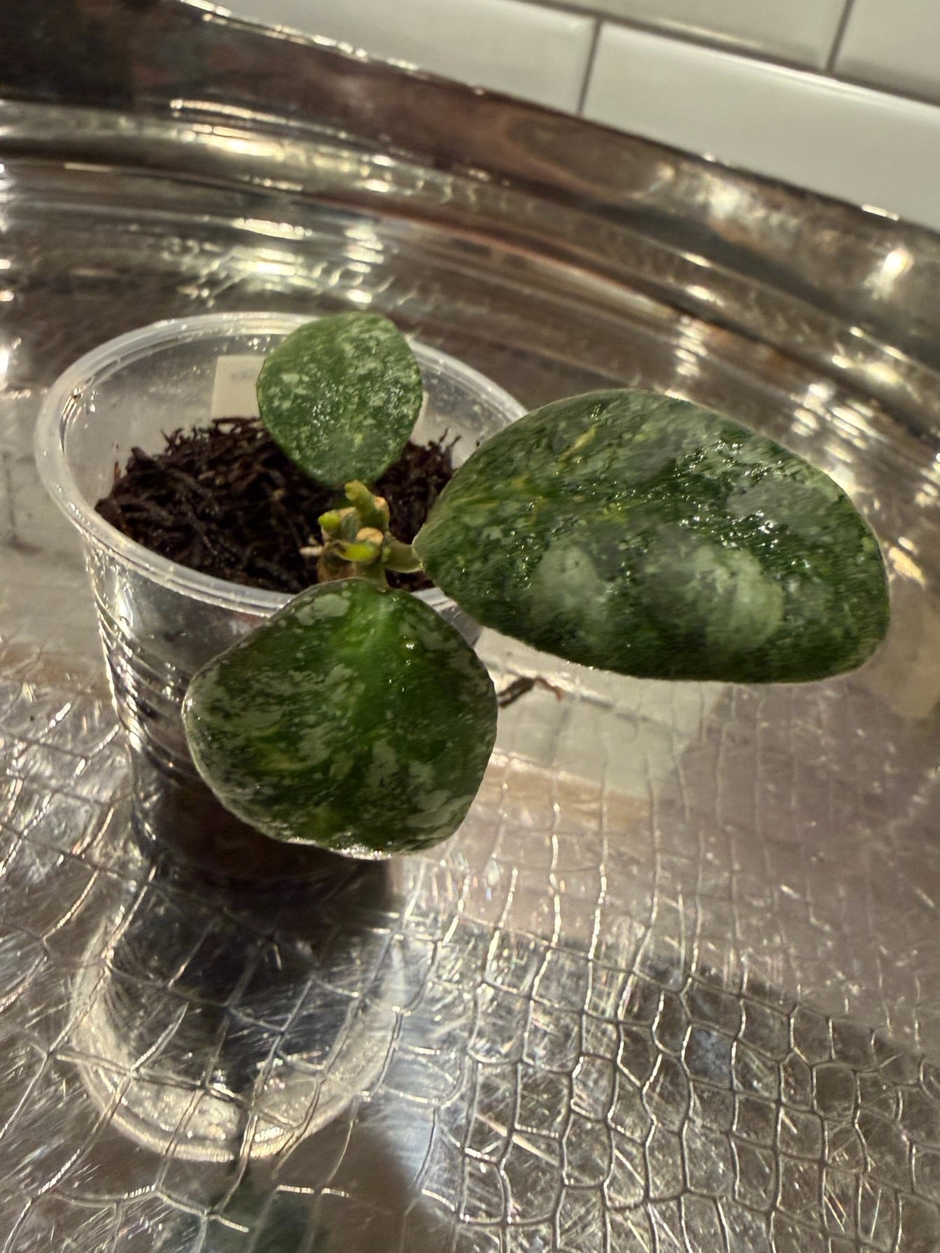 Hoya Waymaniae ‘Cloudy Sky’