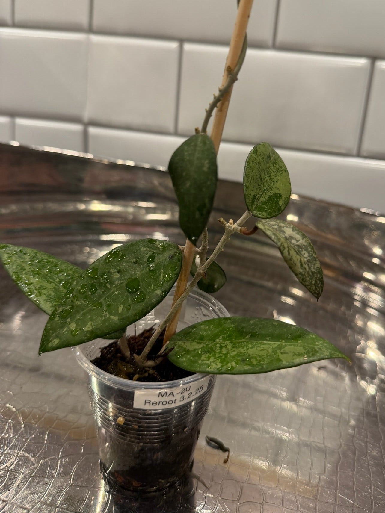 Hoya Verticillata Splash MA20