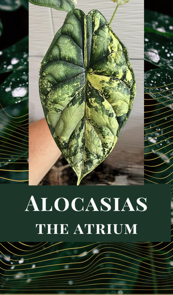 Alocasias - The Atrium