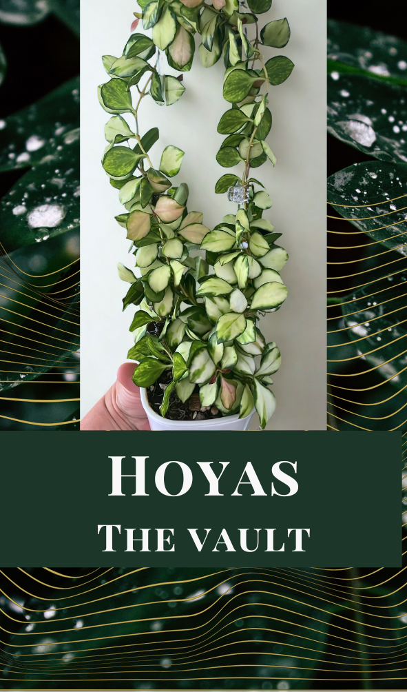 Hoyas - The Vault