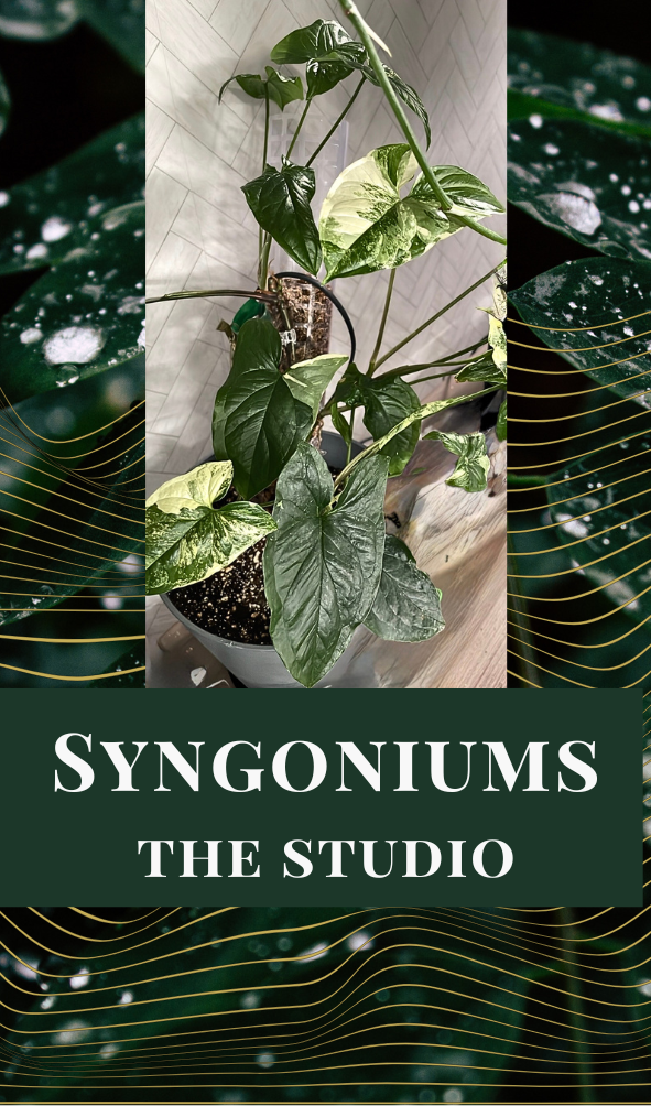 Syngoniums - The Studio