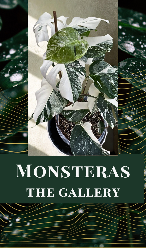Monsteras - The Gallery