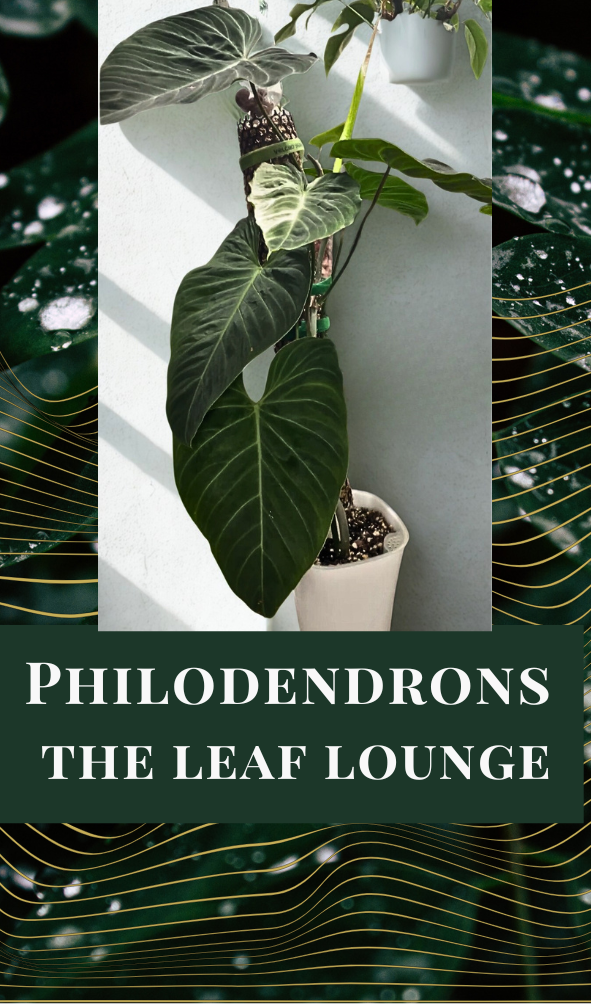 Philodendrons- The Leaf Lounge