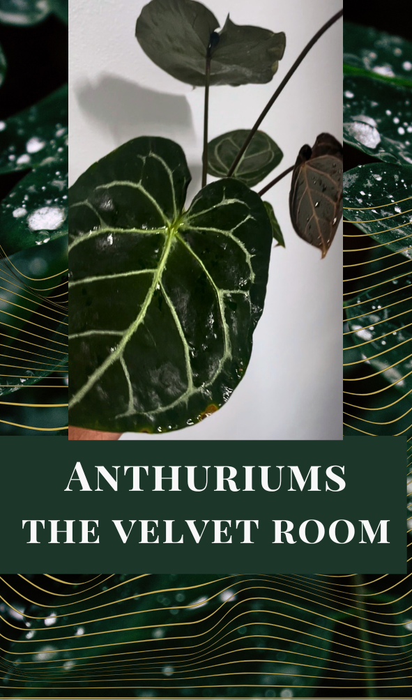 Anthuriums — The Velvet Room