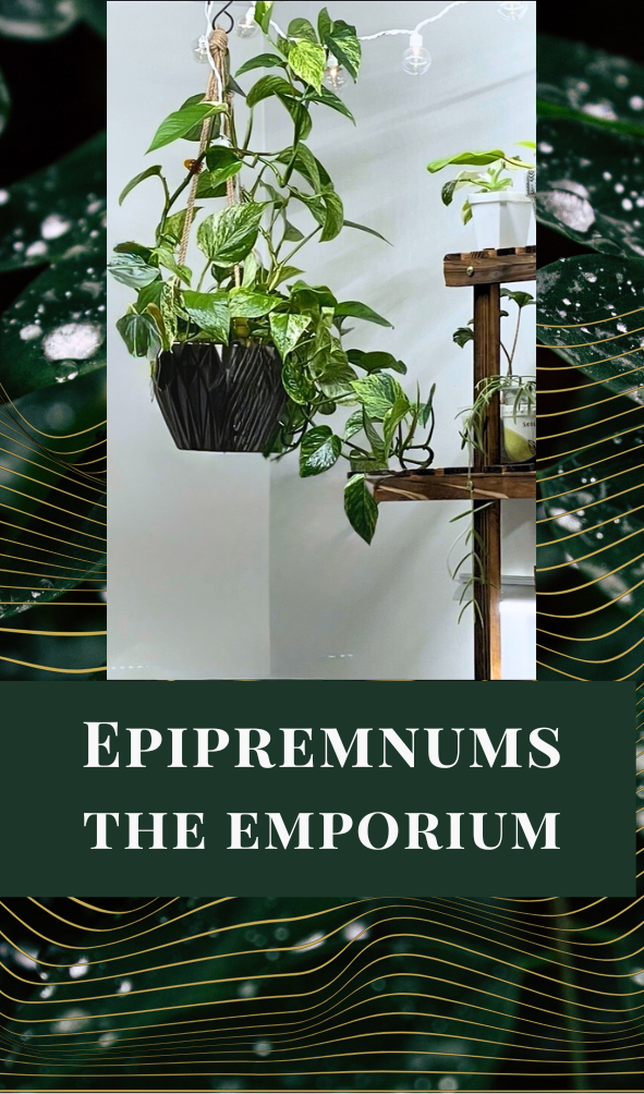 Epipremnums - The Emporium