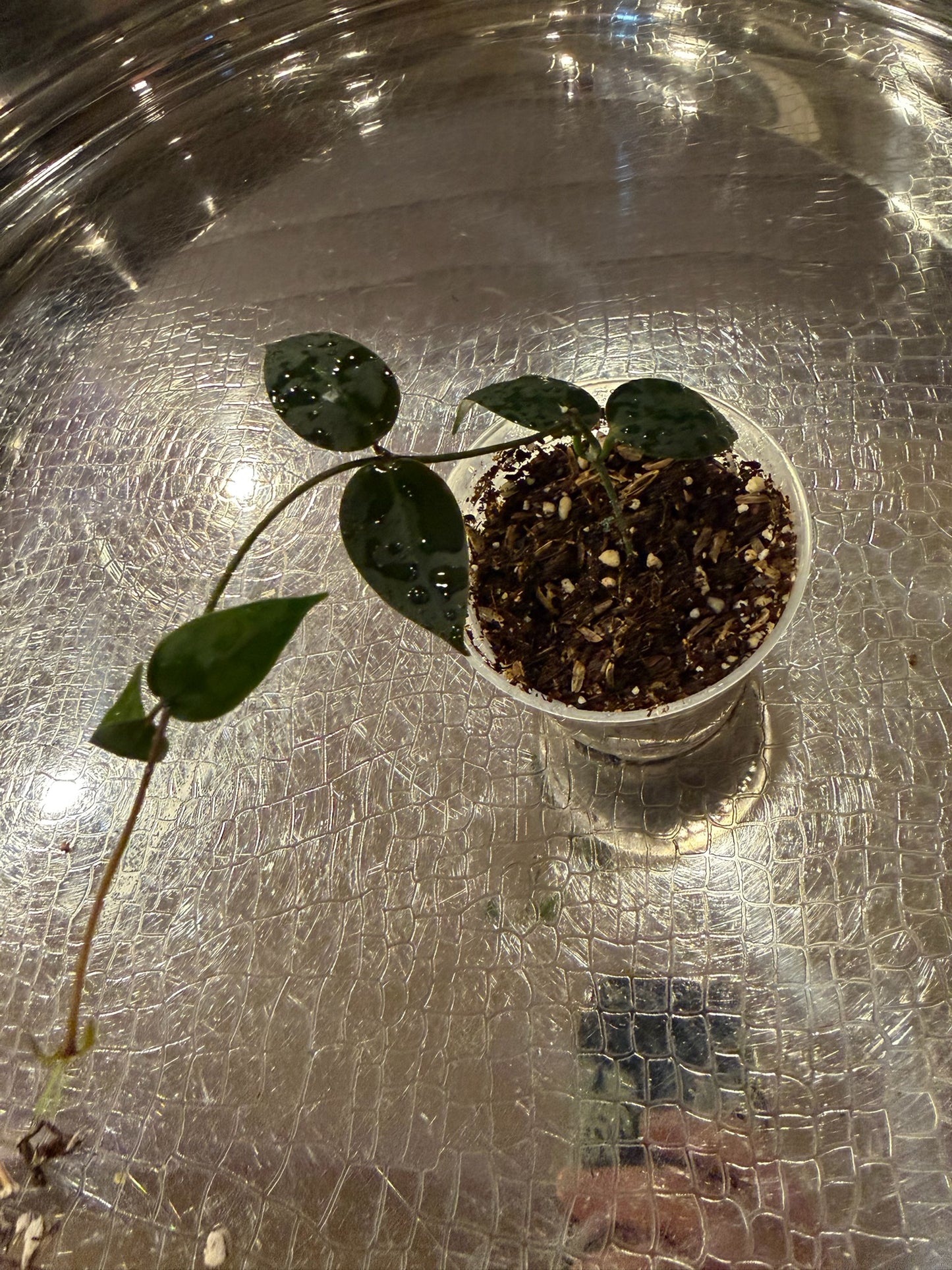 Hoya Carrii NS13-064