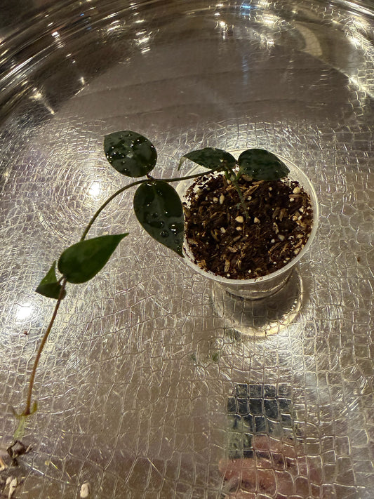 Hoya Carrii NS13-064