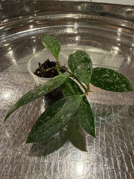 Hoya Inconspicua Splash