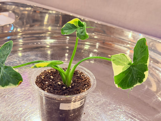 Alocasia “Mickey Mouse” Variegated