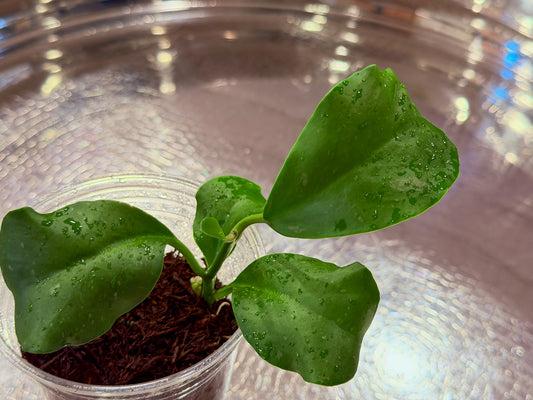 Hoya Kerrii Splash Seedling