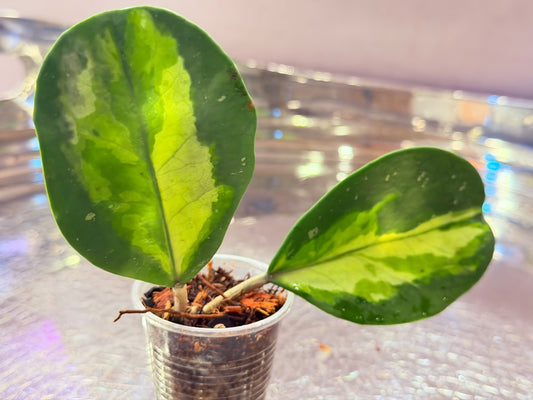 Hoya Obovata Variegata