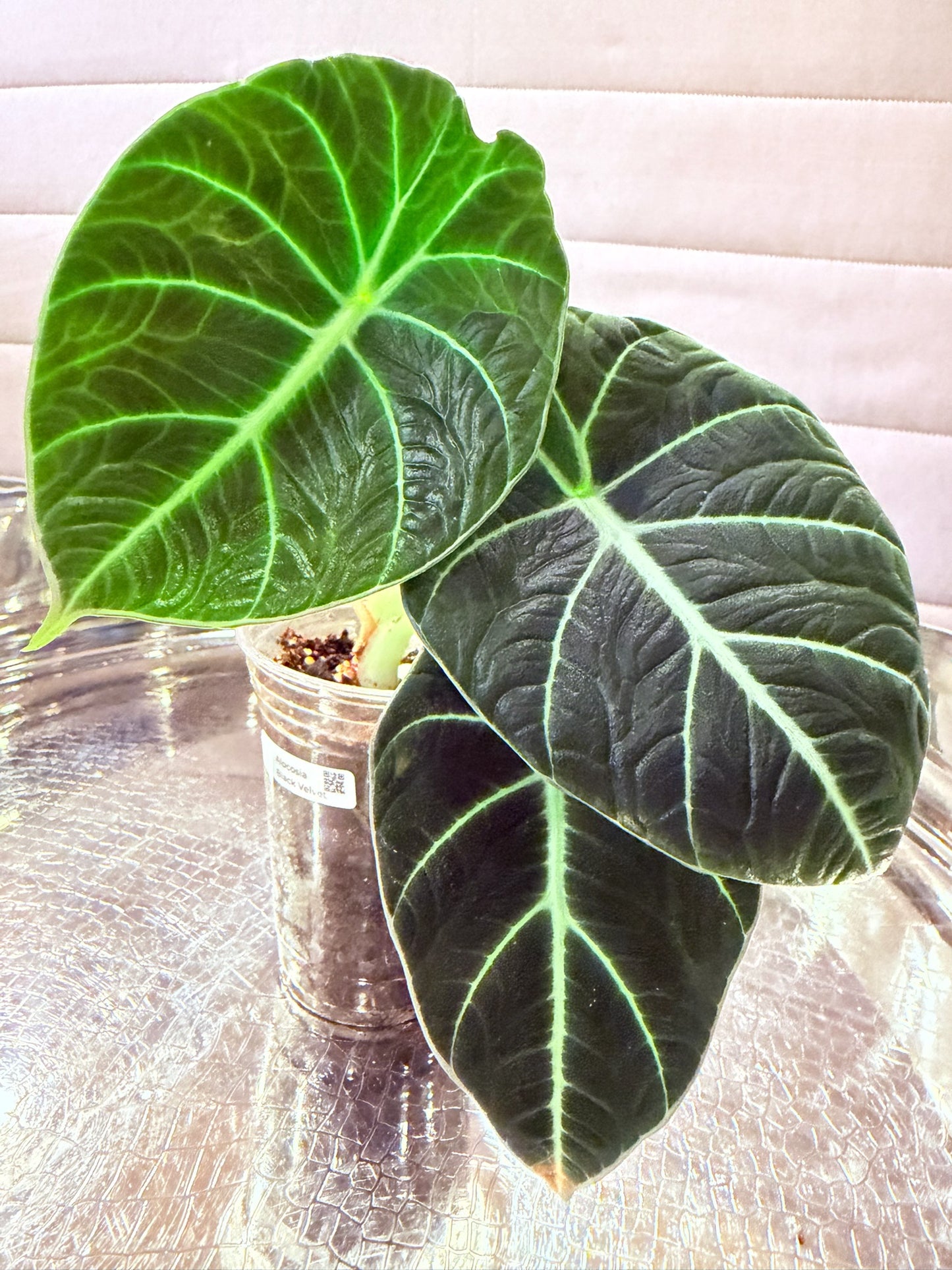 Alocasia Black Velvet