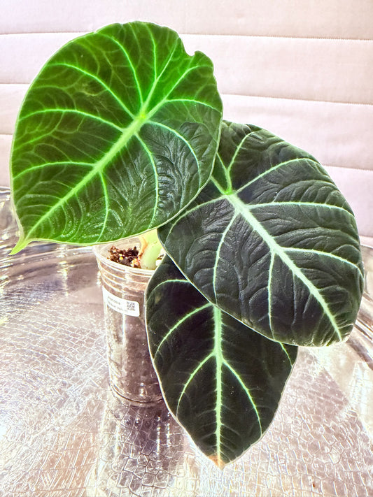 Alocasia Black Velvet
