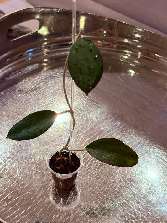 Hoya AH ‘Black Baabel’