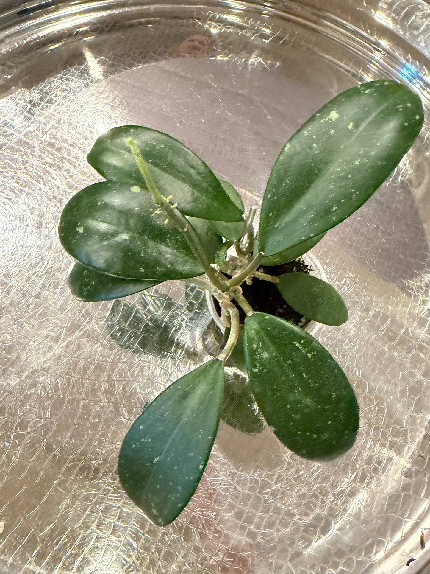 Hoya Sp. Vietnam Seedling