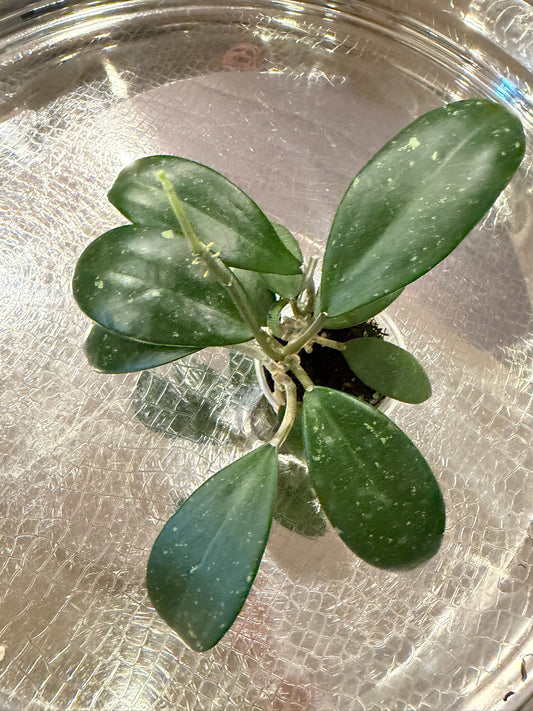 Hoya Sp. Vietnam Seedling
