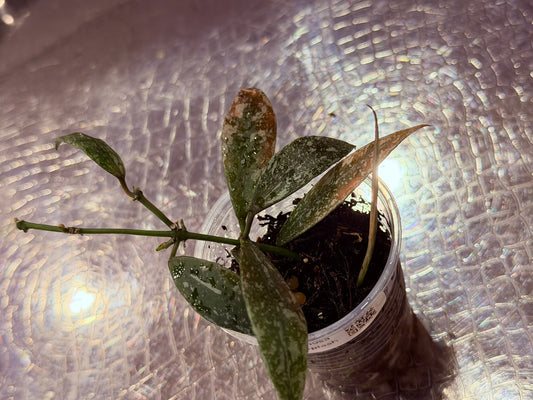 Hoya Lacunosa ‘Laos Full Splash’