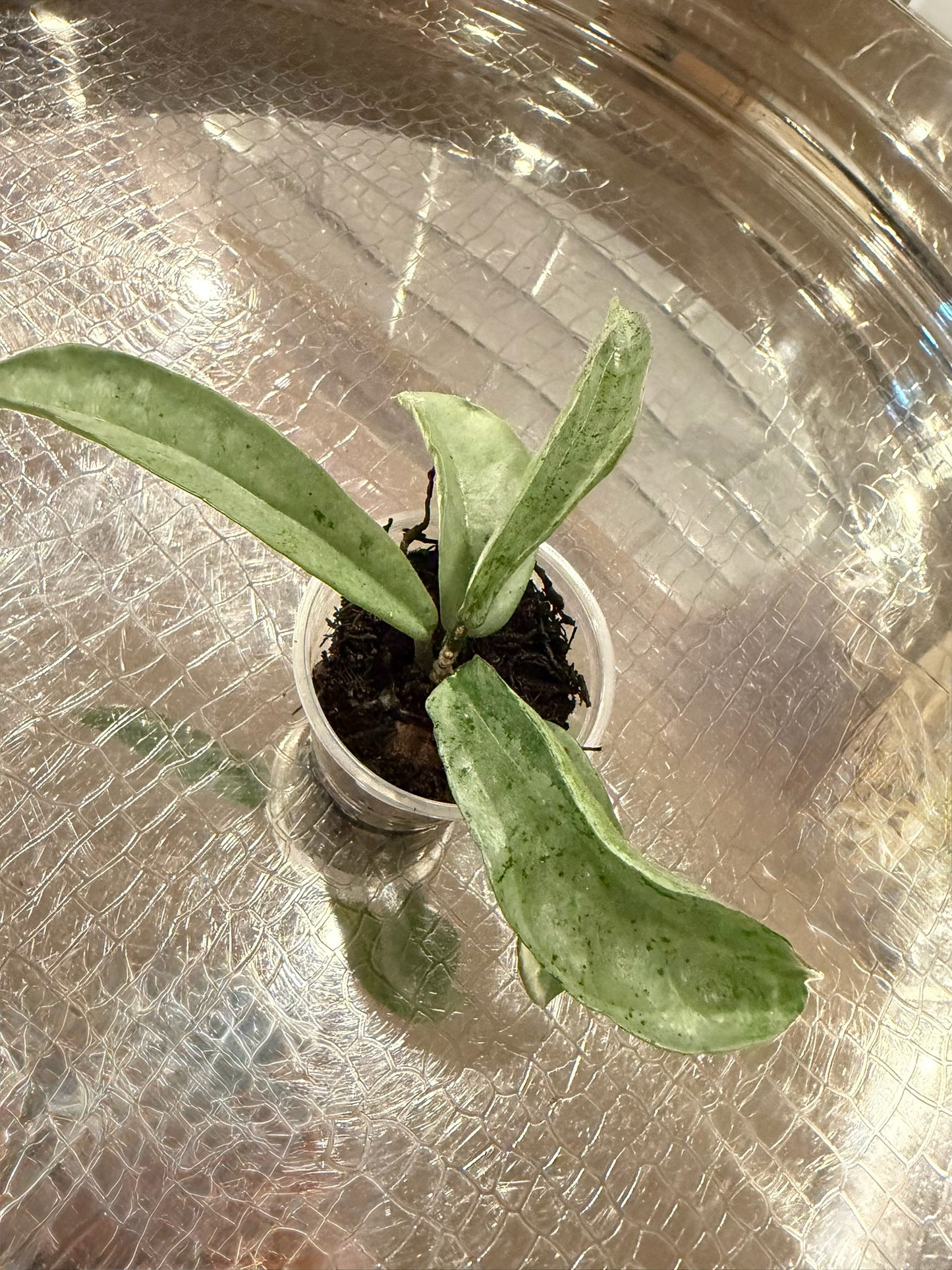 Hoya ‘Grey Ghost’