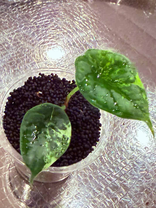 Alocasia Dragon Scale Variegated-Corm Grown