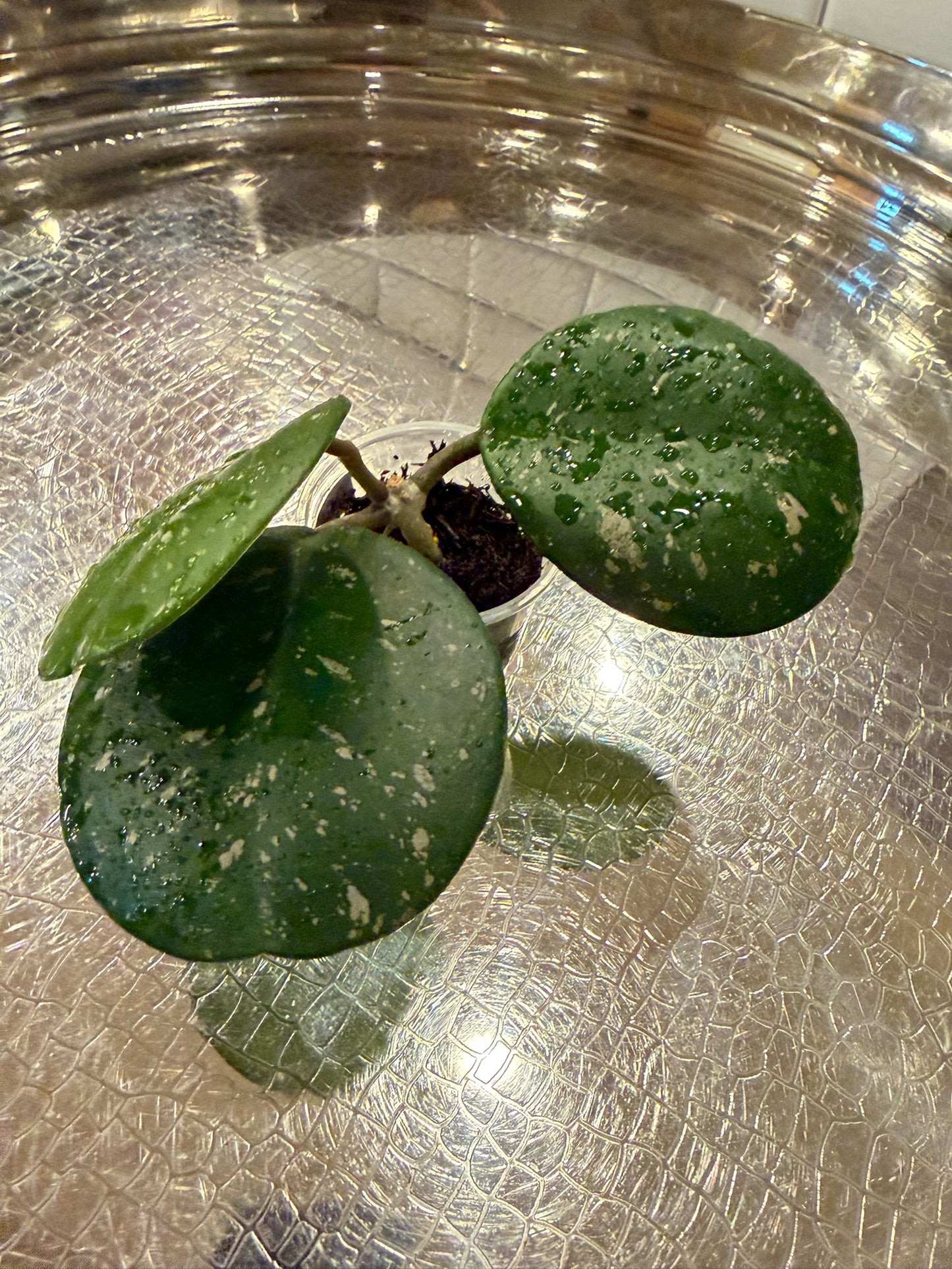 Hoya Obovata Splash