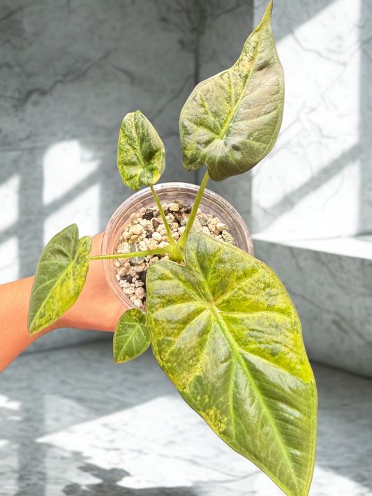 Alocasia ‘Regal Shield’ Aurea Variegated