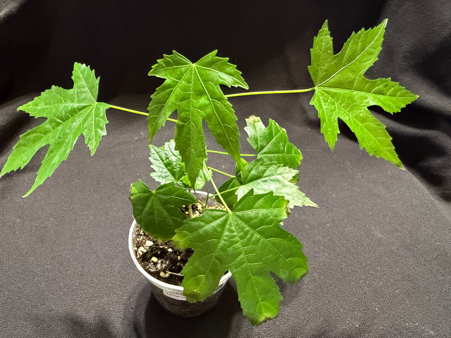 Abutilon (Chinese Lantern)