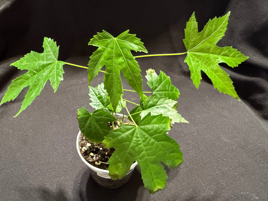 Abutilon (Chinese Lantern)