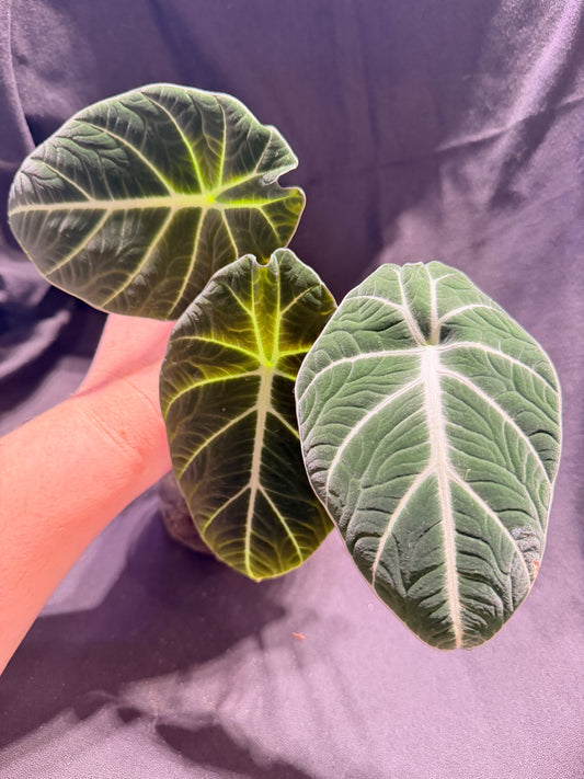 Alocasia Black Velvet