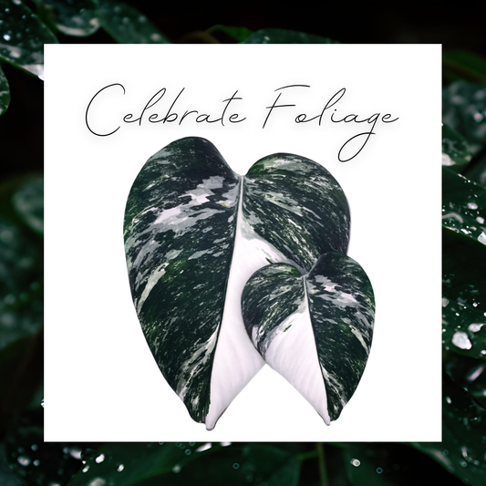 Celebrate Foliage Digital Gift Card