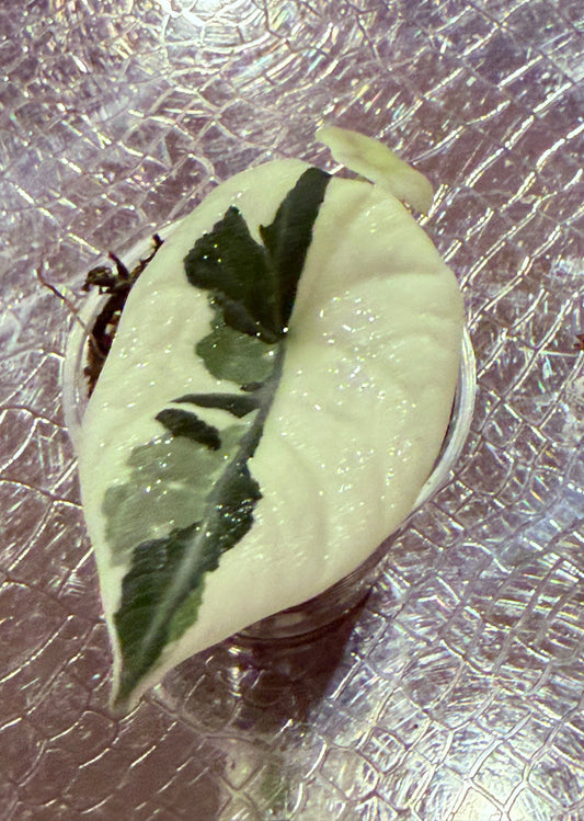 Alocasia Maharani ‘Albo’