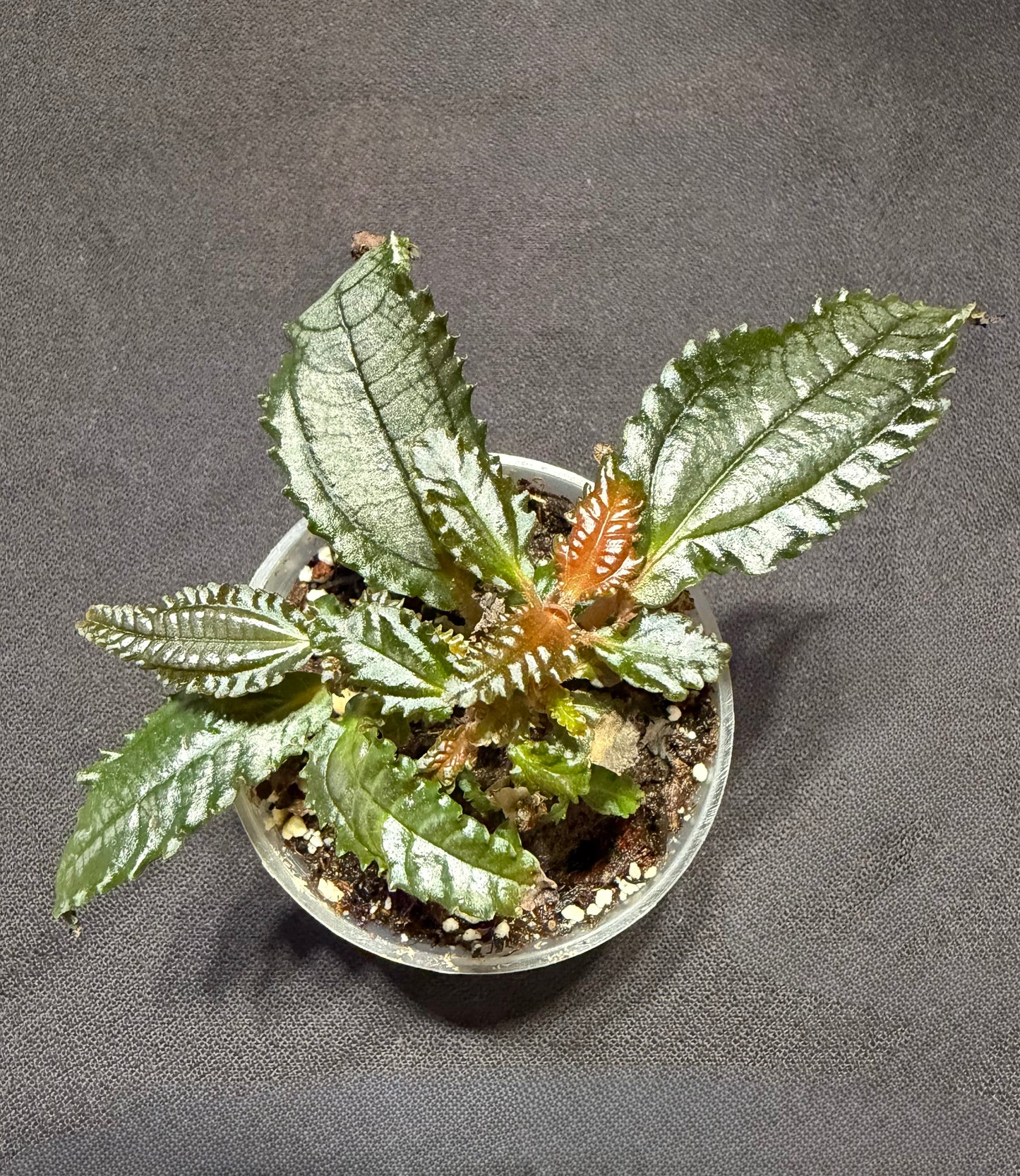 Pilea Hitchcockii ‘Dark Mystery’