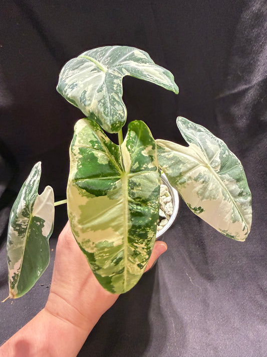 Alocasia Frydek Variegated
