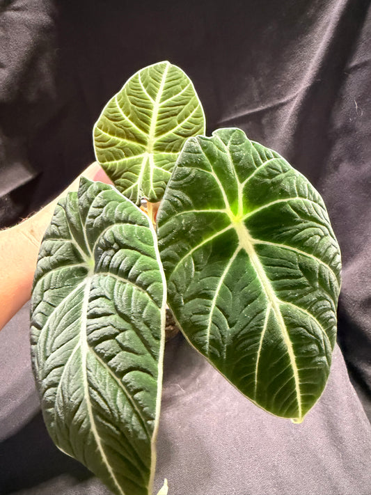 Alocasia Black Velvet