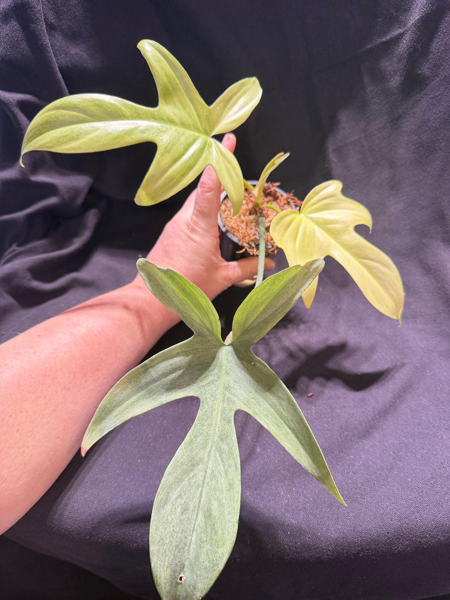 Philodendron Florida Ghost