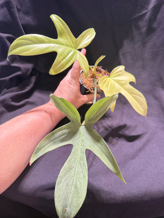 Philodendron Florida Ghost