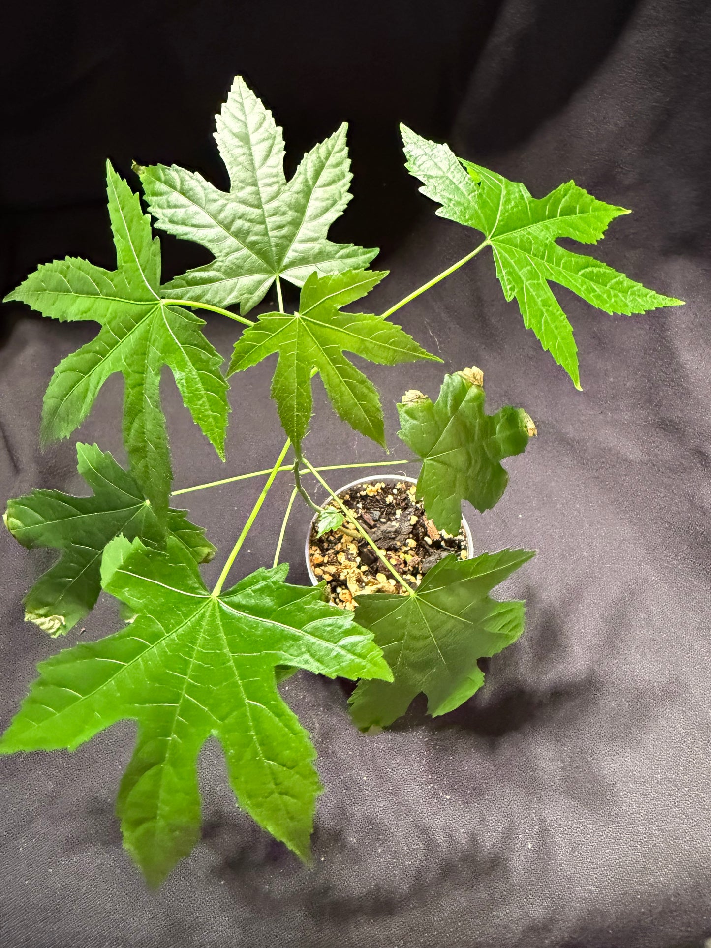 Abutilon (Chinese Lantern)