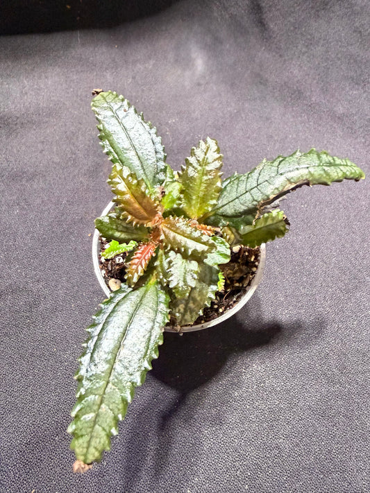 Pilea Hitchcockii ‘Dark Mystery’