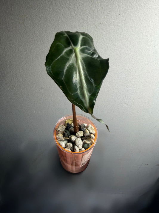Alocasia ‘Venom’ — Corm Grown & Established
