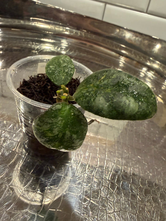 Hoya Waymaniae ‘Cloudy Sky’