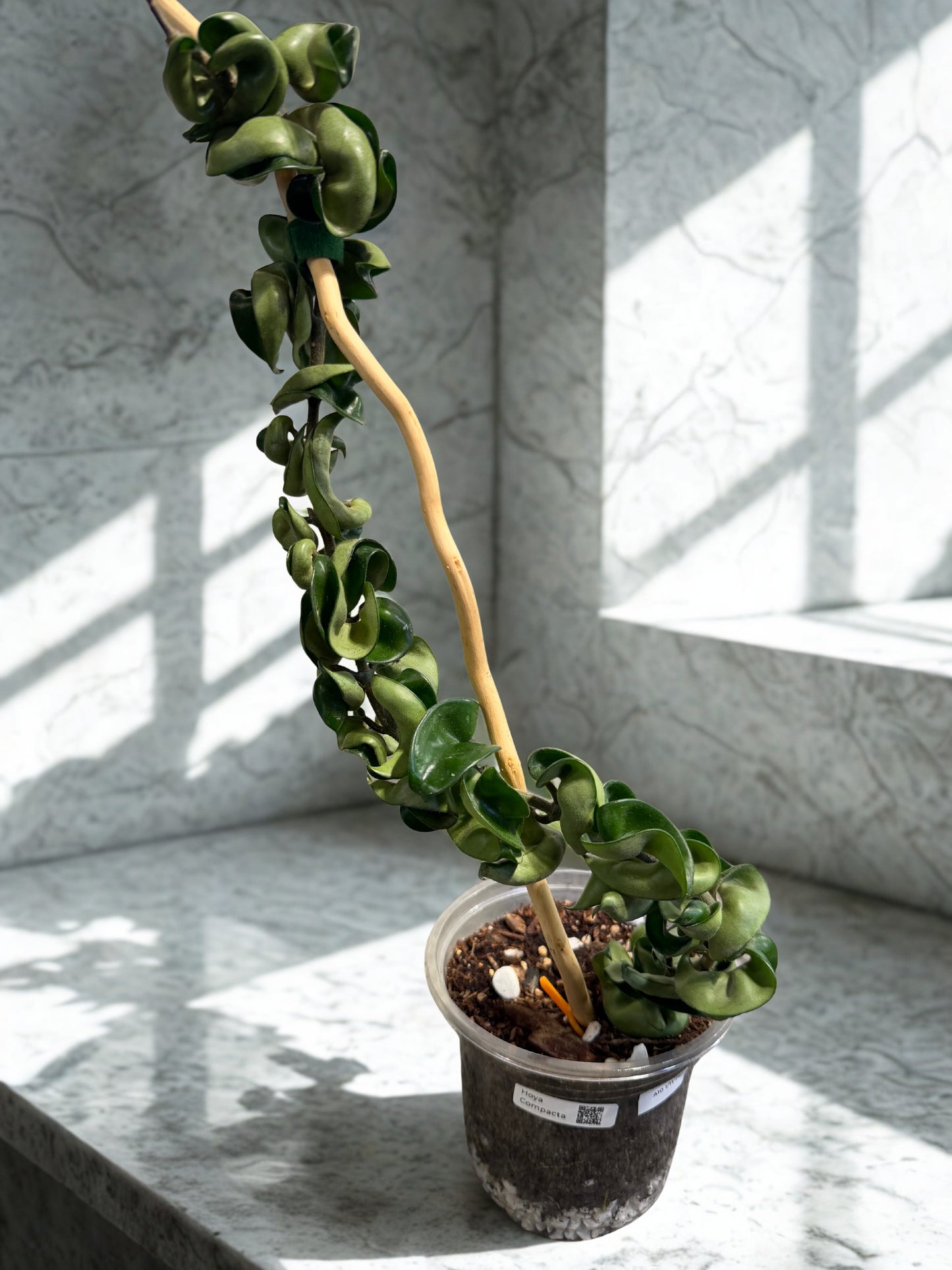 Hoya Compacta