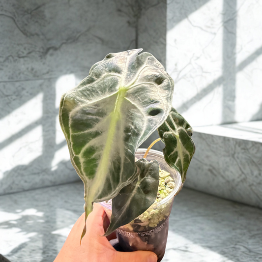Alocasia ‘Venom’ — Corming Size