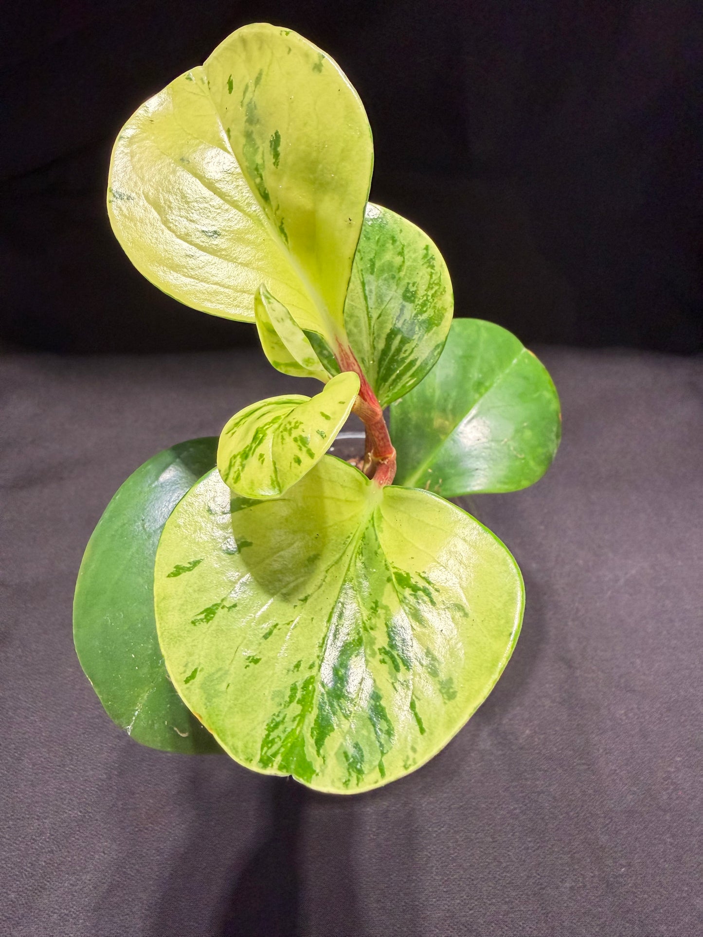 Peperomia Obtusifolia 'Marble'